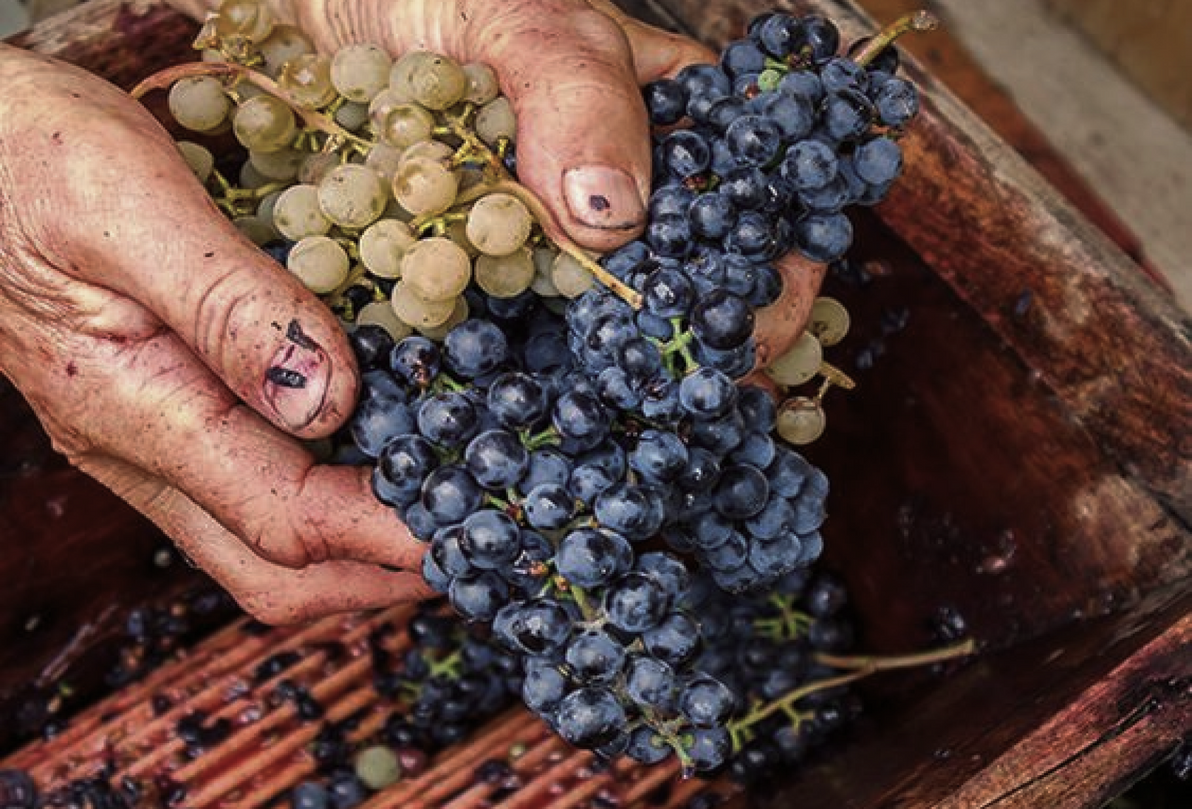 DirtyVine: Our philosophy on wine