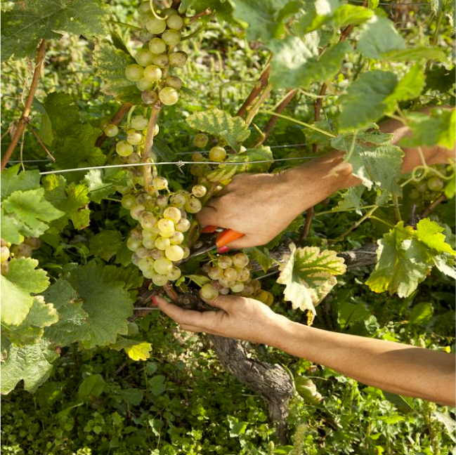 Vignes de Montgueux